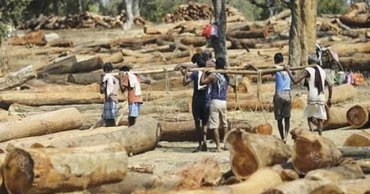 वन के व्यापार में बेदखल होते आदिवासी वन के व्यापार में बेदखल होते आदिवासी